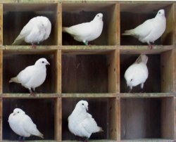 Pigeons-in-holes-1515591783